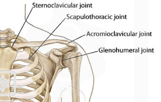 Joints of the shoulder 0