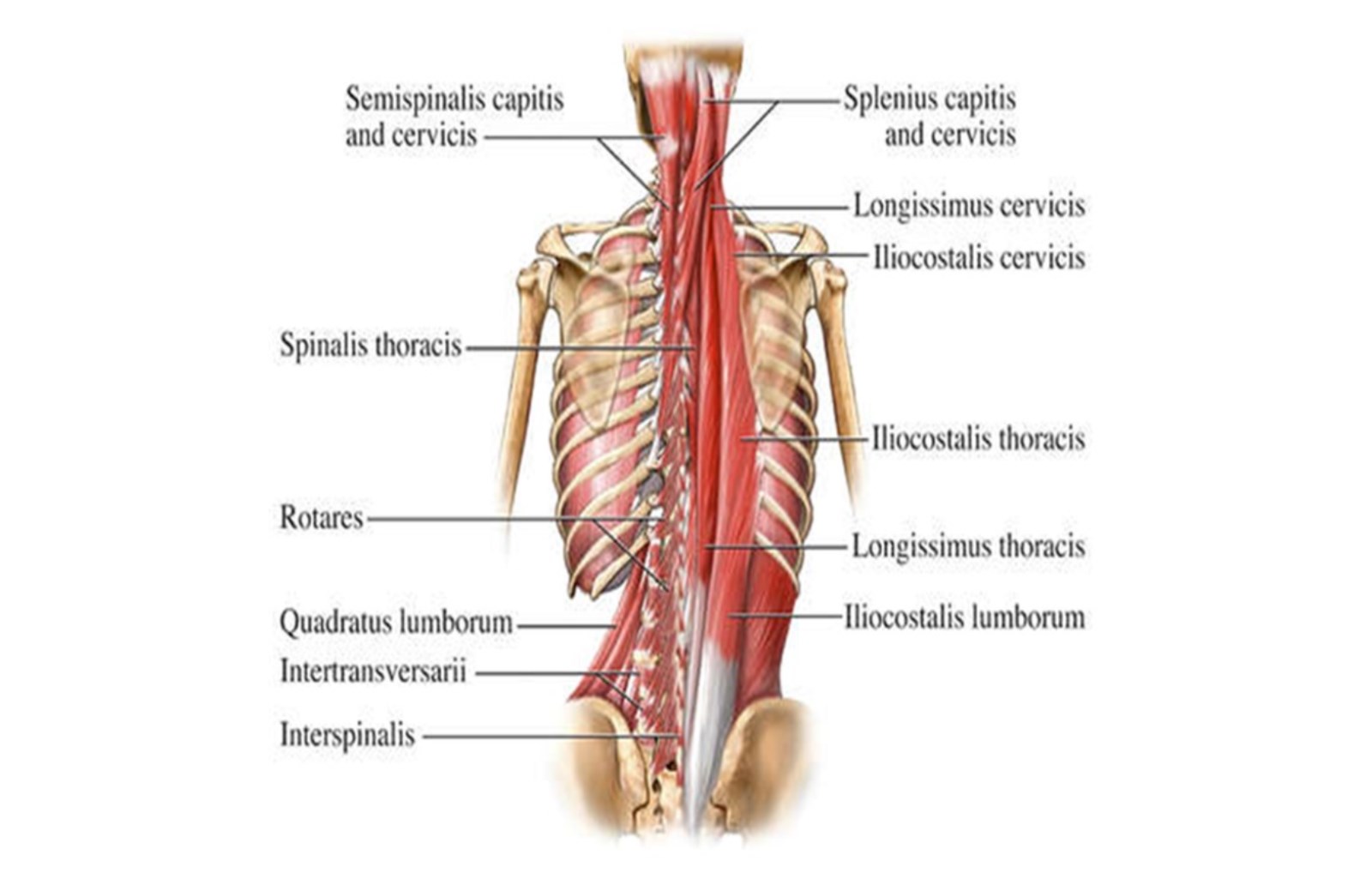 https://2470171.fs1.hubspotusercontent-na1.net/hubfs/2470171/blog/Spine.jpg Feature Image